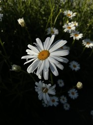 Pic of a daisy